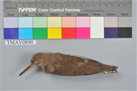 藏品(磯鷸)的圖片